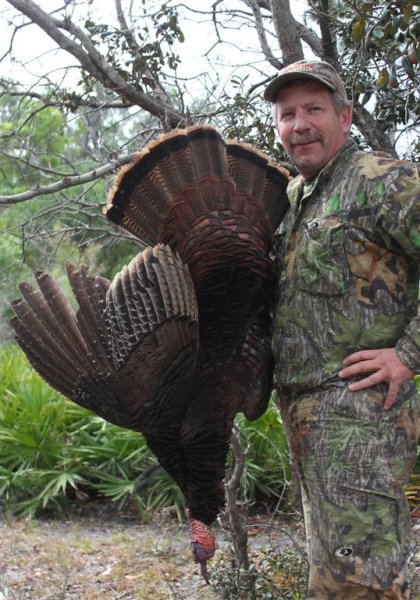 Osceola Gobbler