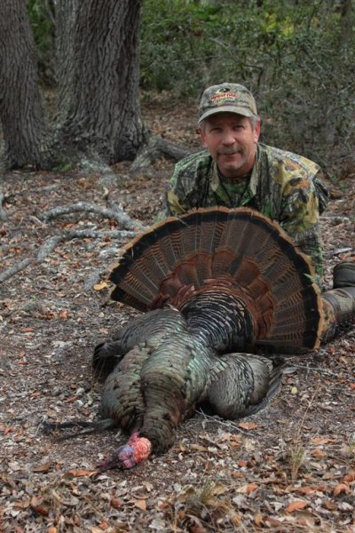Osceola gobbler