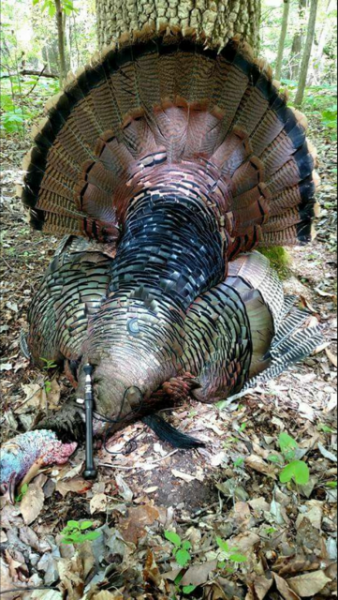 cozy -lumma XT mouth