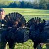 2024 Turkey Season 